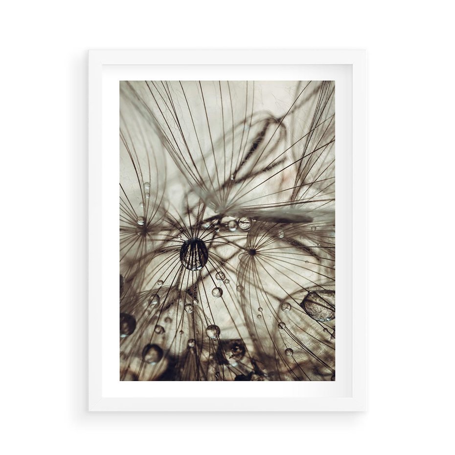 Plakat w ramie 50x70 - Lekkie dmuchawce - dmuchawce, krople - rama biała