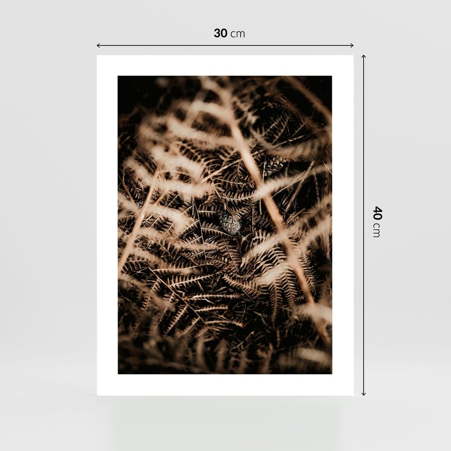 Plakat bez ramy 30x40 - Liście i Paprocie - suche liście, paprocie