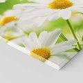 Obraz na płótnie 70x50 - Stokrotka: delikatność natury - stokrotka, kwiat