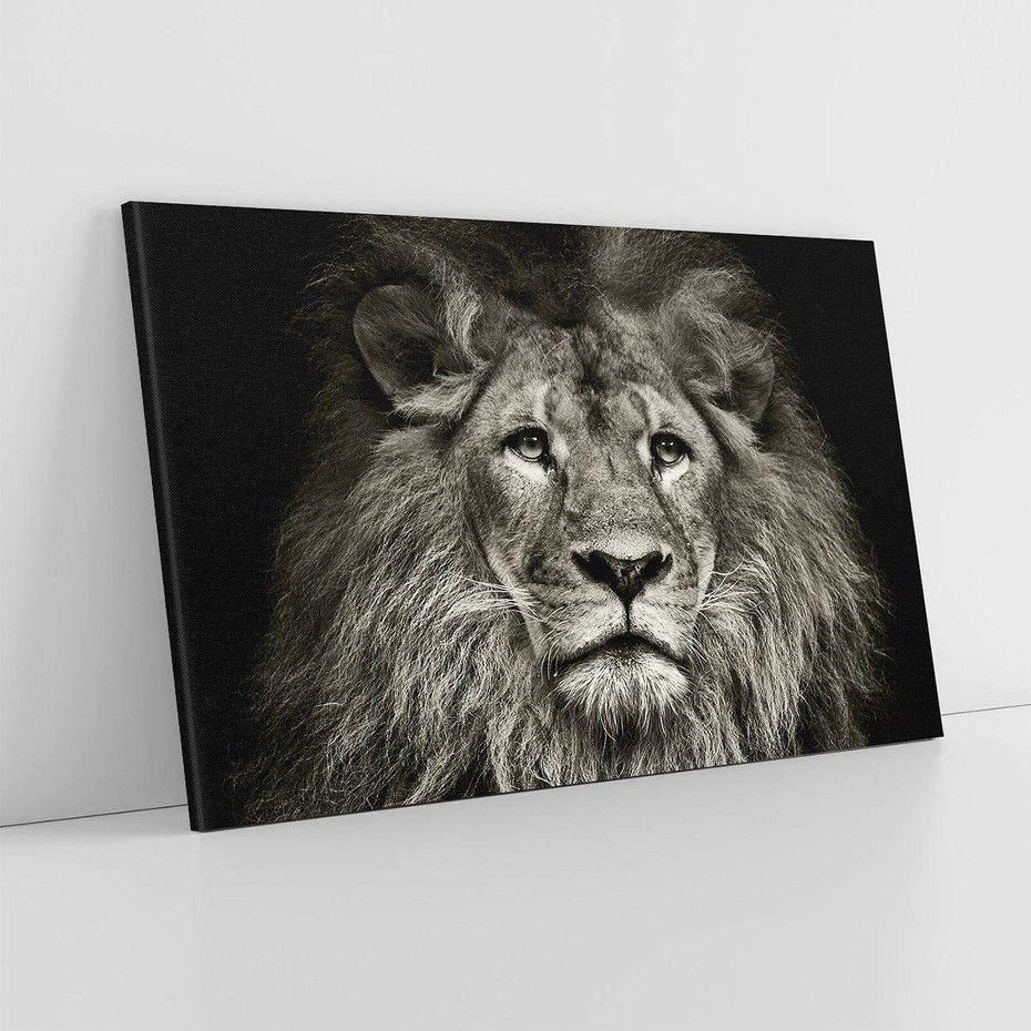 Obraz na płótnie 70x50 - Moc lewego spojrzenia - lew, czarno