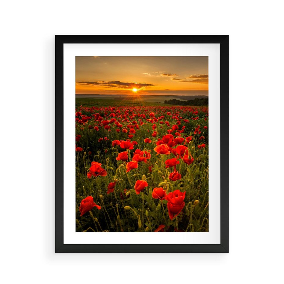 Plakat w ramie 40x50 - Maki przy zachodzie słońca - maki, zachód - rama czarna
