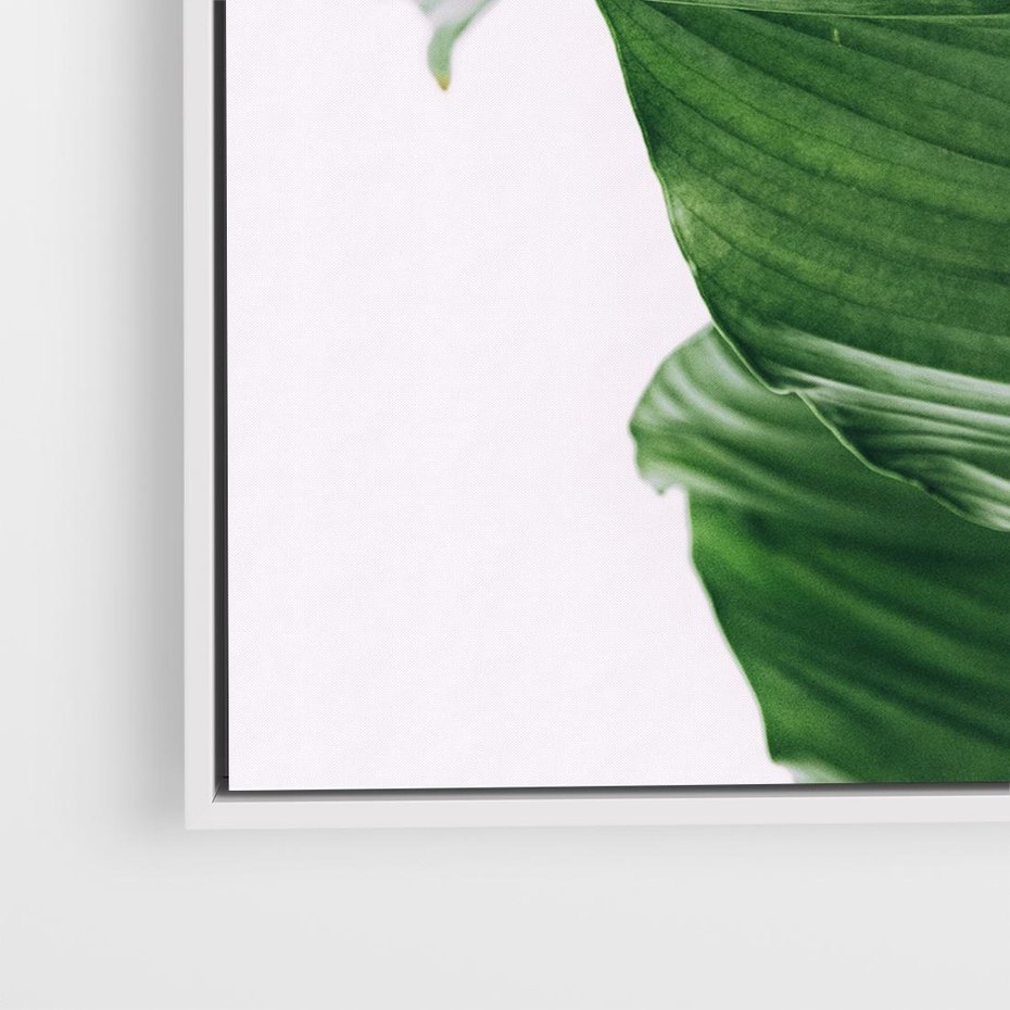 Obraz w ramie 80x80 - Zielone liście monstery - liście, monstera - rama biała