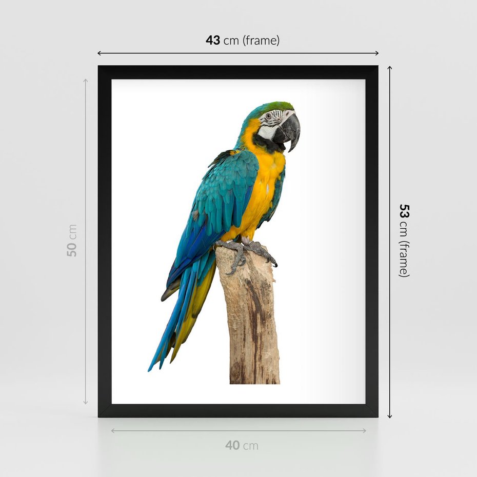 Plakat w ramie 40x50 - Kolorowa papuga w locie - papuga, ptak - rama czarna