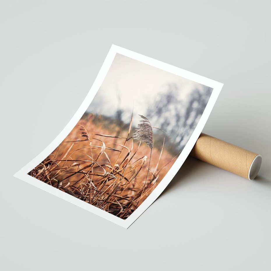 Plakat bez ramy 21x30 - Jesienna Melancholia - suche trawy, jesień