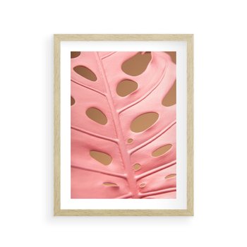 Plakat w ramie 50x70 - Różowa monstera w pełnym rozkwicie - różowa, monstera - rama drewno