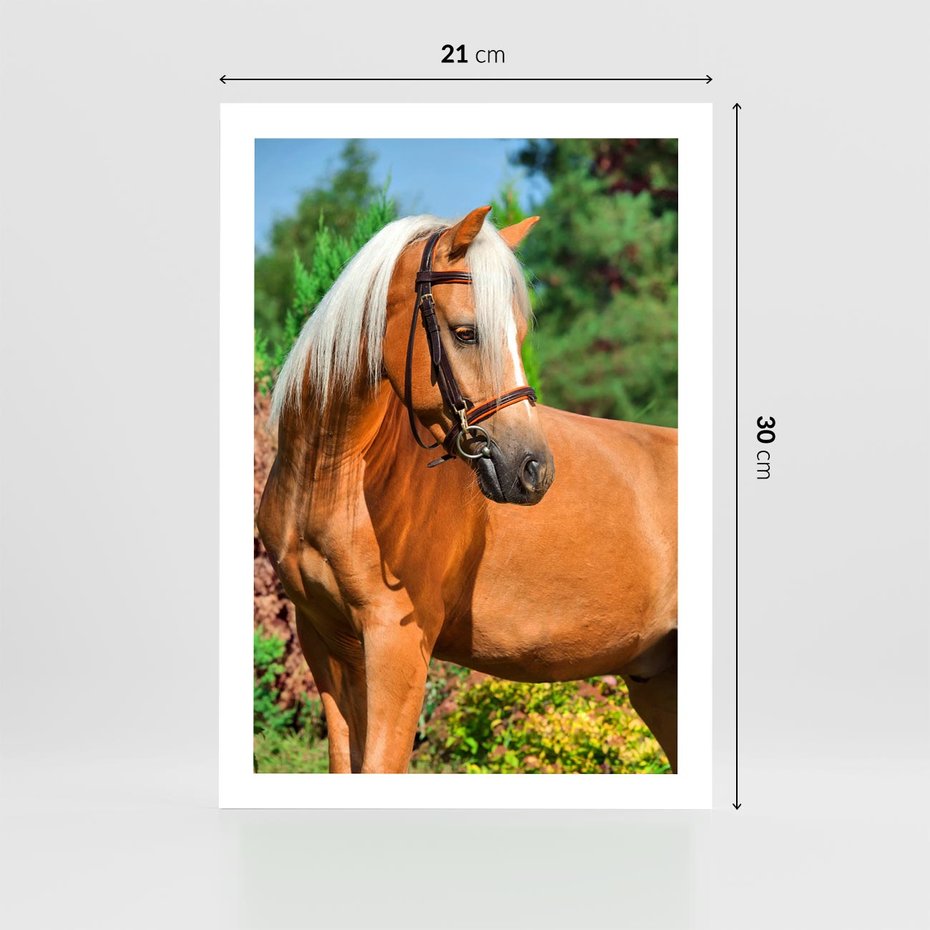 Plakat bez ramy 21x30 - Elegancki wierzchowiec - koń, portret