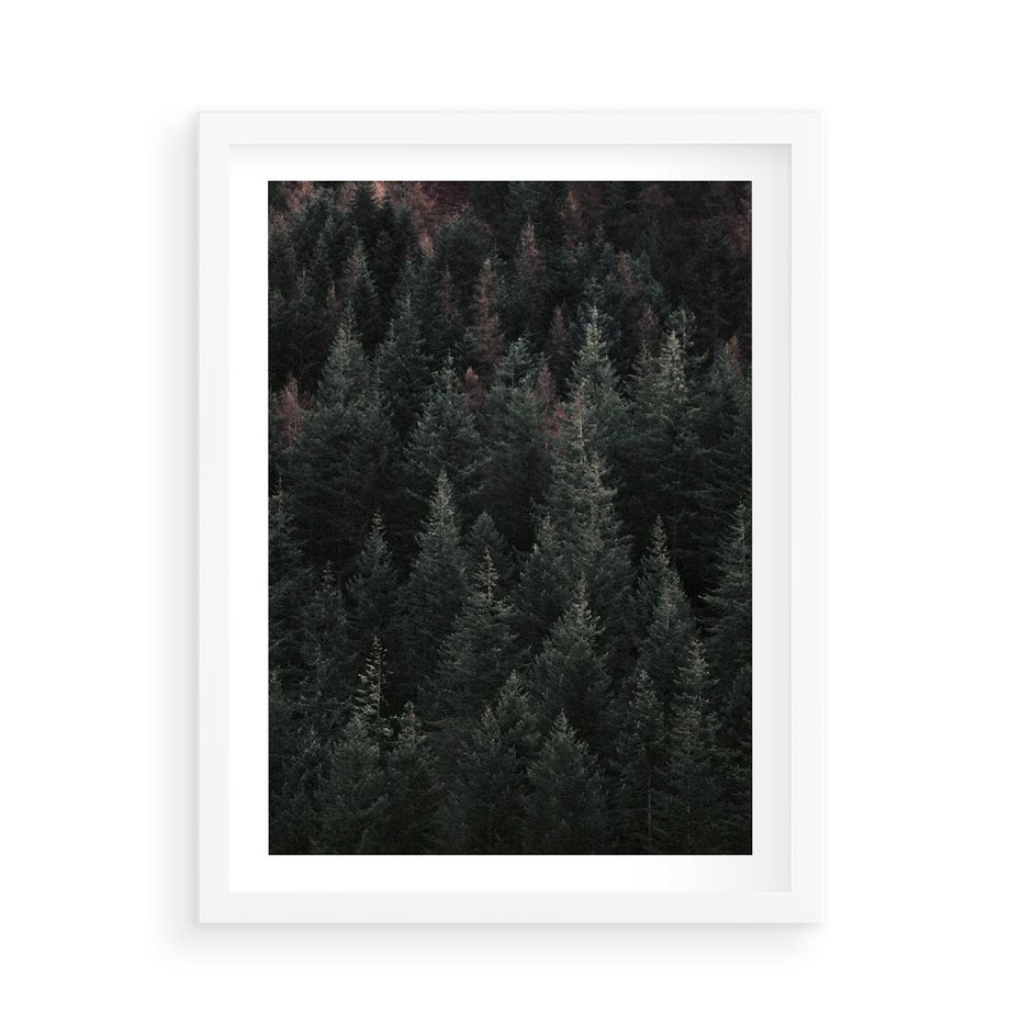 Plakat w ramie 50x70 - Wysoko nad Iglastym Lasem - las, perspektywa - rama biała