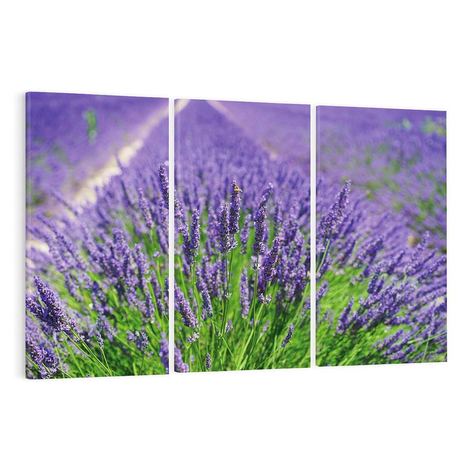 Obraz na płótnie 120x80 - Lawendowe pola piękno natury - lawenda, kwiaty