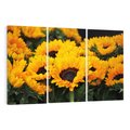 Obraz na płótnie 120x80 - promień słoneczny w kwiatowym świecie - słoneczniki, kwiat