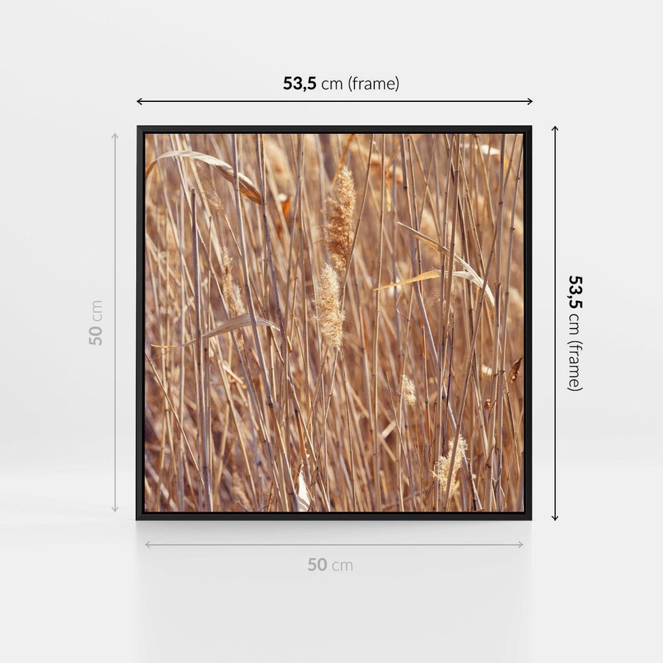 Obraz w ramie 50x50 - Mistrzowskie suche trawy - suche, trawy - rama czarna