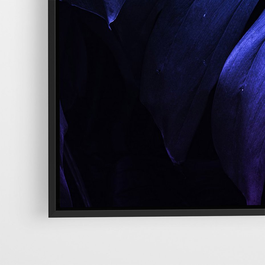 Obraz w ramie 50x70 - Mroczna Magia Dżungli - mroczna grafika, fioletowe liście monstery na czarnym tle - rama czarna