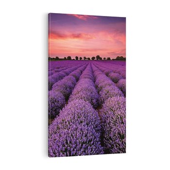 Obraz na płótnie 80x120 - Lawenda: polne zauroczenie - lawenda, kwiaty