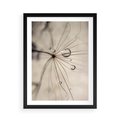 Plakat w ramie 50x70 - Makro Uroda: Kropla na Dmuchawcu - zbliżenie makro, kropla wody na ziarenku dmuchawca - rama czarna