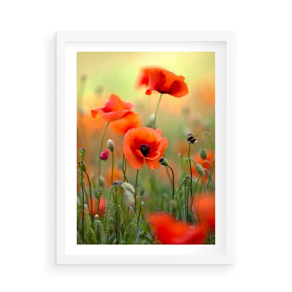 Plakat w ramie 50x70 - Makowa Pasja - maki, kwiaty - rama biała