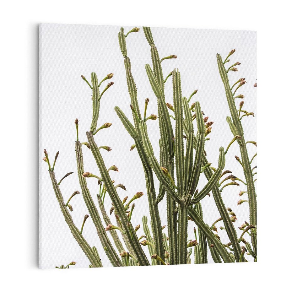 Obraz na płótnie 70x70 - Ekskluzywna Roślinność - kaktusy, liście