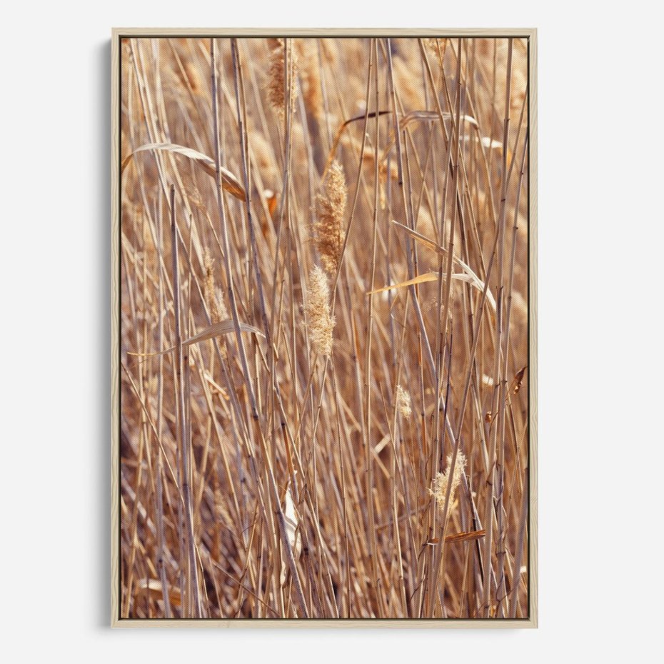 Obraz w ramie 80x120 - Mistrzowskie suche trawy - suche, trawy - rama drewno