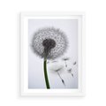 Plakat w ramie 50x70 - Lekkość Przemijania - dmuchawiec, makro - rama biała