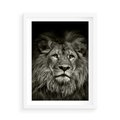 Plakat w ramie 50x70 - Moc lewego spojrzenia - lew, czarno - rama biała