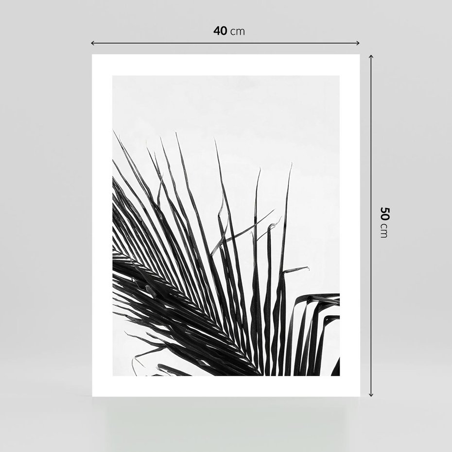 Plakat bez ramy 40x50 - Sztuka Natury: Monochromatyczna Palma - palma, czarno białe zdjęcie