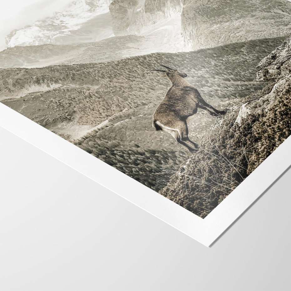 Plakat bez ramy 30x40 - Dzikie Piękno: Kozica w Malowniczym Górskim Scenerii - kozica, góry