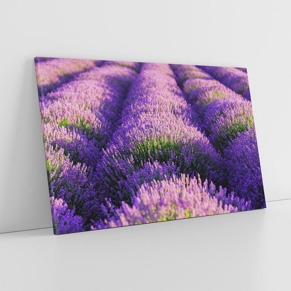 Obraz na płótnie 70x50 - Malownicze Pole Lawendy - lawenda, pole