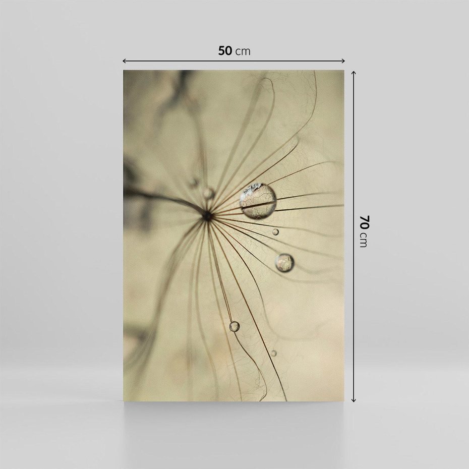 Obraz na płótnie 50x70 - Delikatność dmuchawców - dmuchawce, krople