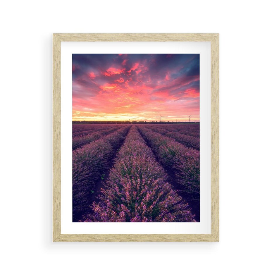 Plakat w ramie 40x50 - Różowe Niebo nad Polami - pola lawendy, zachód słońca - rama drewno