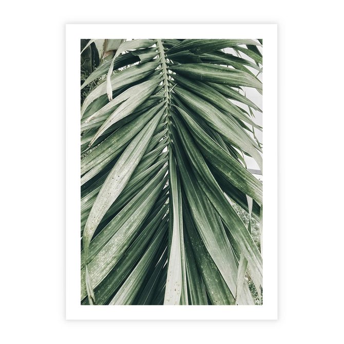 Plakat bez ramy 21x30 - Spokojna Piękność Palmowych Liści - palma, liście palmy