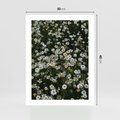 Plakat bez ramy 30x40 - Stokrotkowa Idylla na Łące - łąka, stokrotki