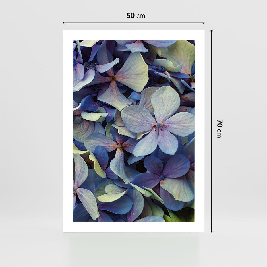 Plakat bez ramy 50x70 - Hortensja - delikatność kwiatów - hortensja, kwiaty