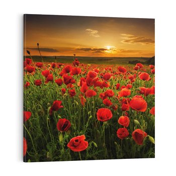 Obraz na płótnie 70x70 - Maki na łące: Przebudzenie wiosny - mak, maki
