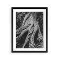 Plakat w ramie 40x50 - Siła Natury - czarno biała fotografia, korzenie wielkiego drzewa - rama czarna