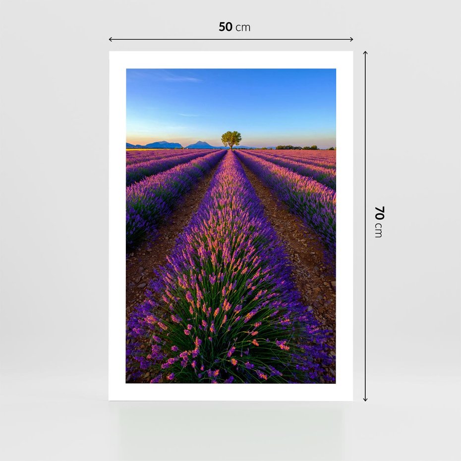 Plakat bez ramy 50x70 - Fioletowa Magia - pole, lawendy