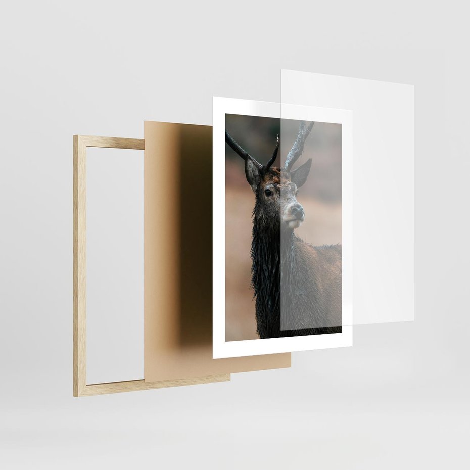 Plakat w ramie 30x40 - Spokojny jeleń - jeleń, las - rama drewno