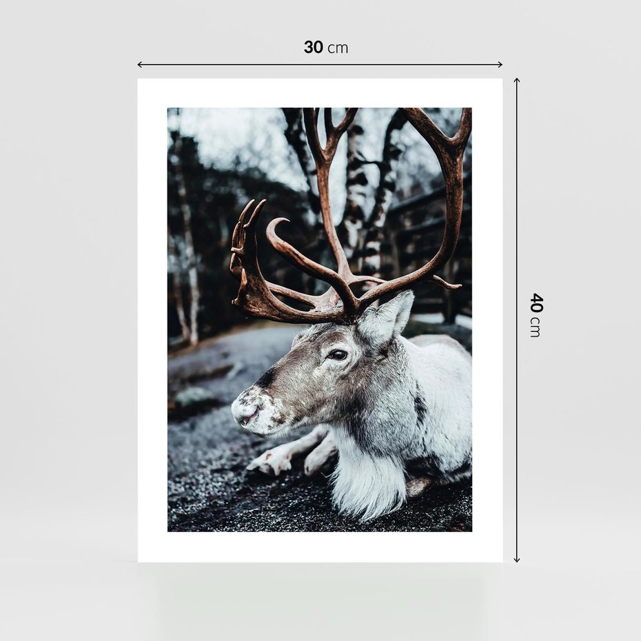 Plakat bez ramy 30x40 - W Zimowej Krainie - renifer, zima