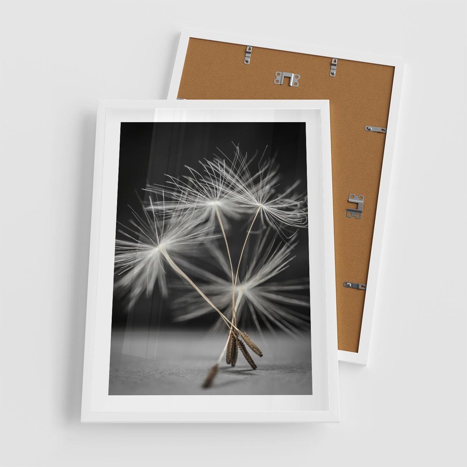 Plakat w ramie 50x70 - Delikatność dmuchawców zbliżenie - dmuchawce, zbliżenie - rama biała