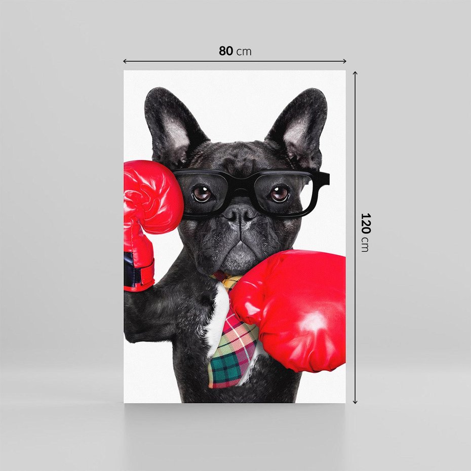 Obraz na płótnie 80x120 - Boksujący mops - pies - boks, mops