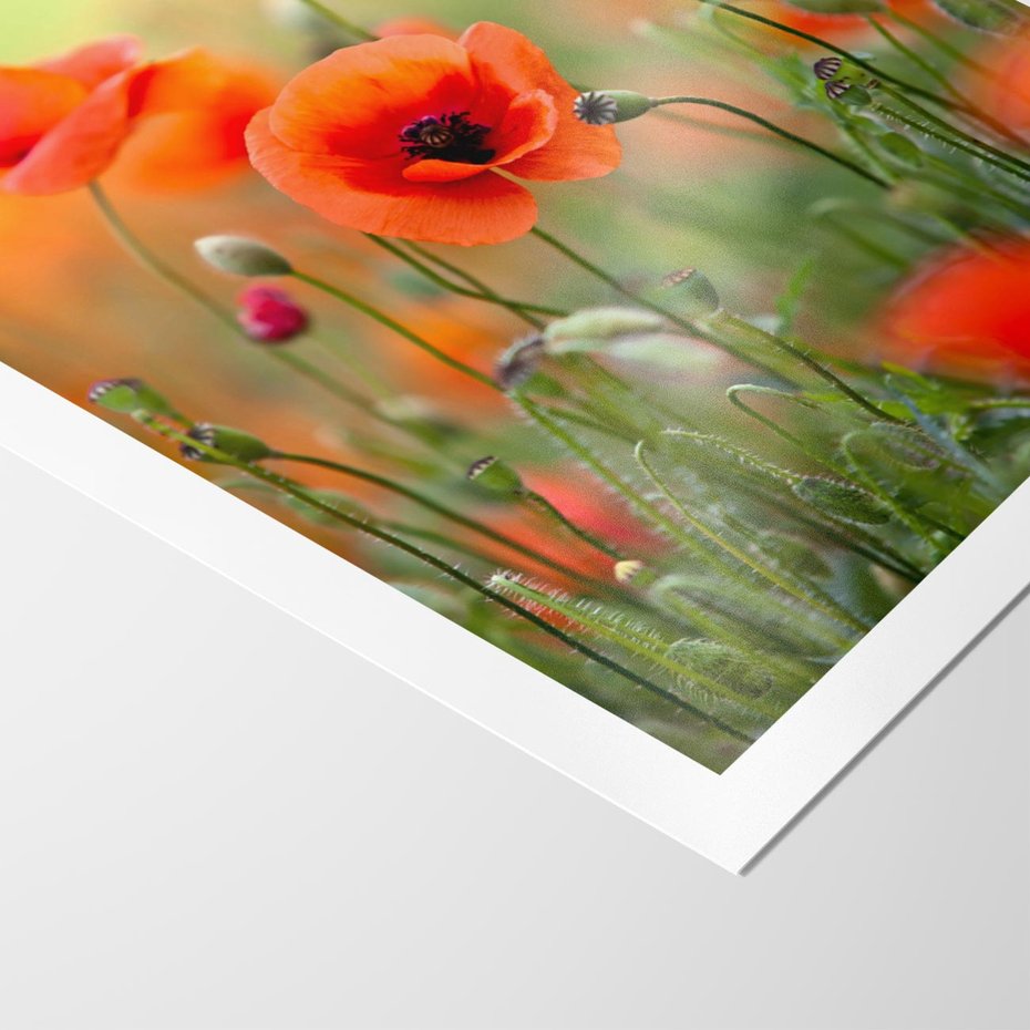 Plakat bez ramy 30x40 - Makowa Pasja - maki, kwiaty