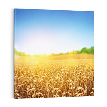 Obraz na płótnie 70x70 - Żyzne Pola - pole, pszenicy