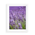 Plakat w ramie 50x70 - Urok lawendy - lawenda, kwiaty - rama biała