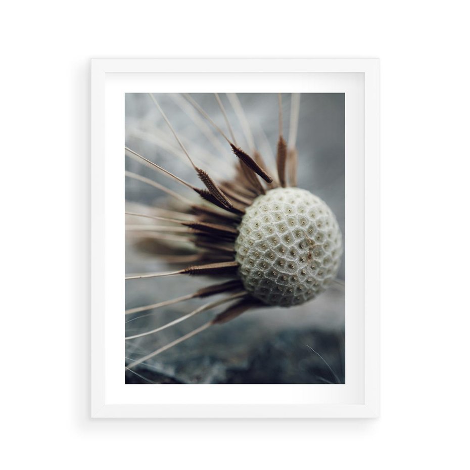 Plakat w ramie 40x50 - Makro Dmuchawiec - dmuchawiec, zbliżenie - rama biała