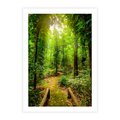 Plakat bez ramy 21x30 - Współistnienie z naturą - drzewa, las