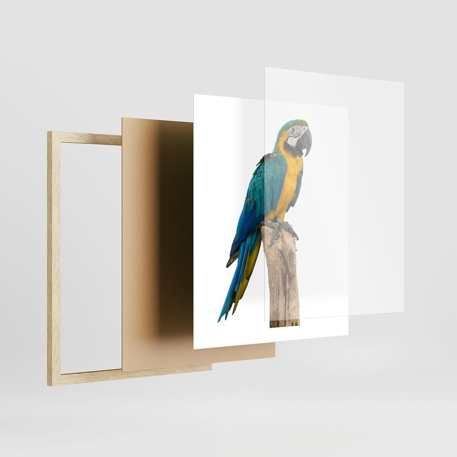 Plakat w ramie 40x50 - Kolorowa papuga w locie - papuga, ptak - rama drewno