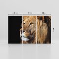 Obraz na płótnie 120x80 - Władca Dzikiej Przyrody - lew, król