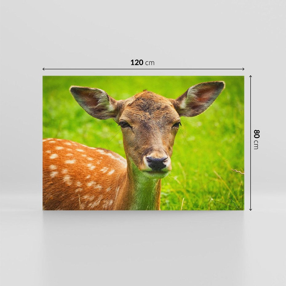 Obraz na płótnie 120x80 - Sarna na łące - sarna, zwierzę