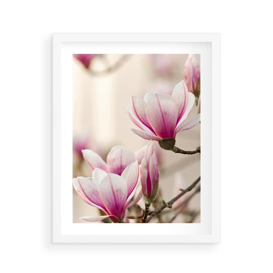 Plakat w ramie 40x50 - Urok Magnolii - magnolie, kwiaty - rama biała