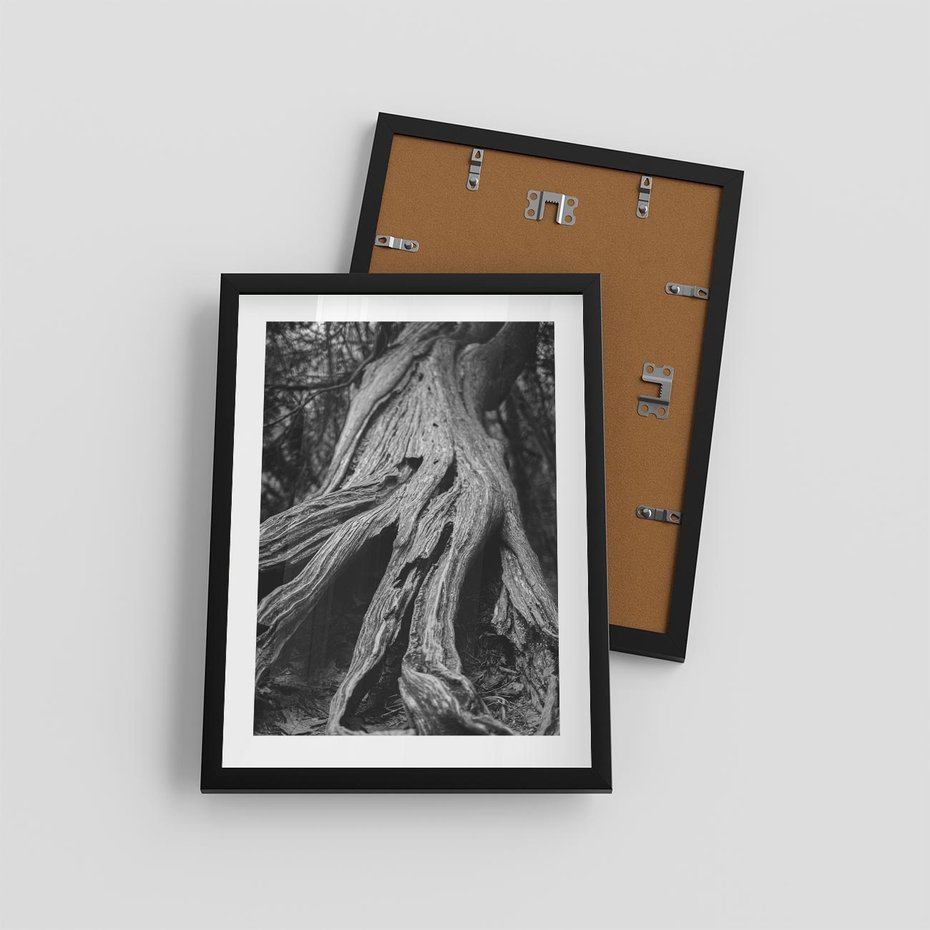 Plakat w ramie 30x40 - Siła Natury - czarno biała fotografia, korzenie wielkiego drzewa - rama czarna
