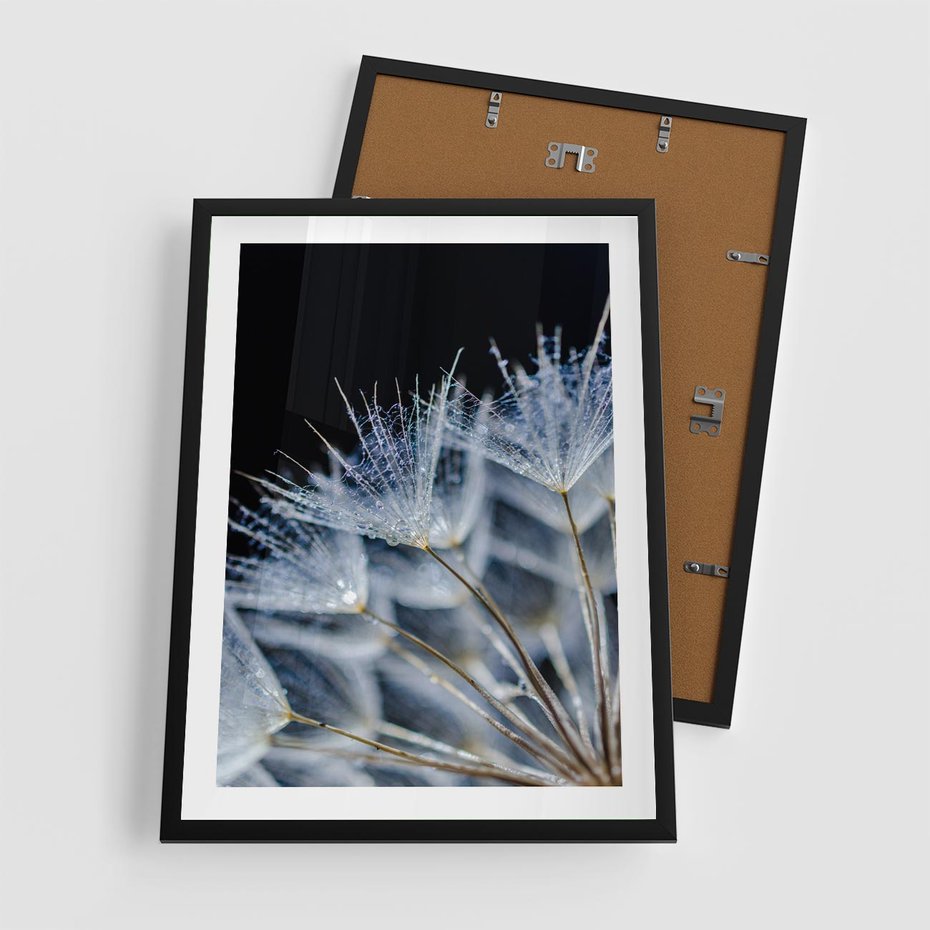 Plakat w ramie 50x70 - Makro piękno dmuchawców - makro, dmuchawce - rama czarna
