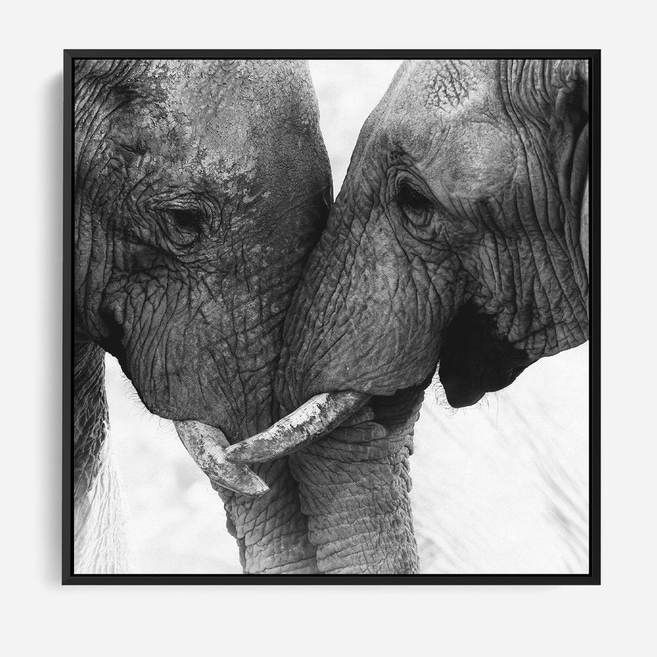 Obraz w ramie 50x50 - Spotkanie Mądrości - fotografia czarno biała, dwa słonie - rama czarna