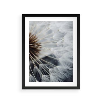 Plakat w ramie 40x50 - Dmuchawce w Naturze - dmuchawiec, zbliżenie - rama czarna